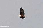 African fish eagle, Haliaeetus vocifer, in flight