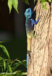 Blue-headed tree agama
