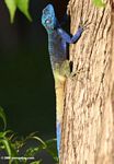 Blue-headed tree agama (Acanthocerus atricollis)
