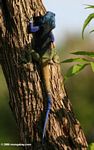 Blue-headed tree agama (Acanthocerus atricollis), viewed from the back