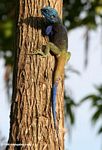 Male blue-headed agama (Acanthocerus atricollis) on a tree