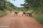 A group of young waterbuck crossing a dirt road in Uganda