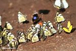 Colorful butterflies feeding on minerals in a dirt road