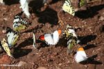 Butterflies feeding on the soil of a dirt road