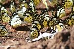 Butterflies feeding on minerals in the soil