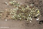 Hundreds of Belenois creona (the African Caper) butterflies feeding on a pile of elephant dung