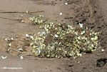 Hundreds of yellow and black butterflies feeding on minerals and moisture in a pile of elephant dung