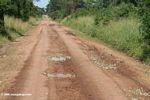 Colorful butterflies surround every pothole puddle for miles along this stretch of road in Uganda