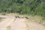 Baboons on a dirt road