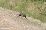 Running olive baboon