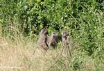 Baboons along a road in Uganda