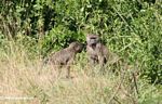 Mother baboon with juvenile