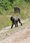Dominant male baboon walking on a dirt road in Uganda
