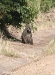 Female baboon sitting alongside a dirt road