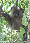 Olive baboon (Papio anubis)
