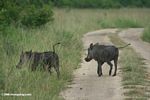 Pair of warthogs walking on a road