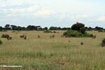 Waterbuckand warthogs on the Ugandan savanna