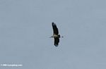 Marabou stork (Leptoptilos crumeniferus) in flight