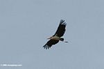 Marabou stork flying overhead