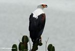 African fish eagle, Haliaeetus vocifer, perched on Euphorbia