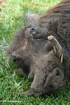 Warthog sleeping on grass