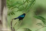 Blue, green, and black sunbird (species unknown)
