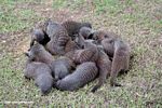 A pile of banded mongoose, highly social animals