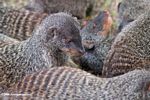 Banded mongoose (Mungos mungo) in a group of mongoose
