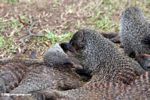 Banded mongoose grooming