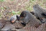 Banded mongoose (Mungos mungo) grooming in a pack of mongoose