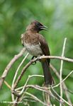 Brown bird, perhaps a flycatcher