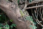 Green tree Agama (Acanthocerus atricollis) on a tree trunk