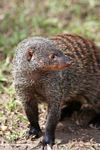Banded mongoose (Mungos mungo), a social animal