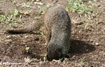 Banded mongoose digging in a hole