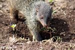 Banded mongoose (Mungos mungo) digging in a hole
