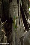 Chameleon climbing a tree trunk