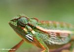 Montane Side-striped Chameleon (Chamaeleo ellioti) with eye looking in reverse