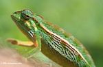 Montane Side-striped Chameleon (Chamaeleo ellioti) on someone's arm