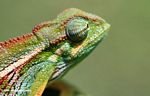 Chamaeleo ellioti chameleon looking straight ahead