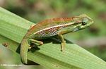 Montane Side-striped Chameleon (Chamaeleo ellioti) resting on a leaf