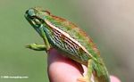 Elliot's Chameleon (Chamaeleo ellioti) resting on a person's finger