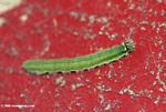 Green caterpillar with blue striped and yellow spots on a red background