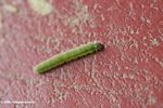 Green caterpillar on a red background