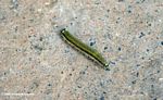 Green caterpillar with dark green and black stripes