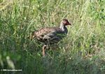 Red-necked Francolin in grass