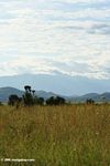 Savanna in the foreground, Rwenzoris in the background