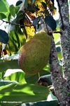 Jackfruit in Uganda