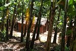 Hut among banana plants