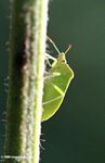Green leaf bug