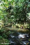 Creek on the border of Bwindi park